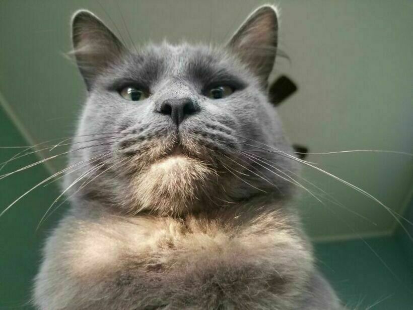 Блог - 14 раз, когда люди лишились всяческого уединения с тех пор, как завели питомца 14 раз, когда люди лишились всяческого уединения с тех пор, как завели питомца