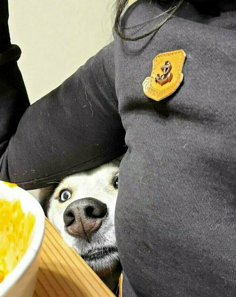 Блог - 14 раз, когда люди лишились всяческого уединения с тех пор, как завели питомца 14 раз, когда люди лишились всяческого уединения с тех пор, как завели питомца