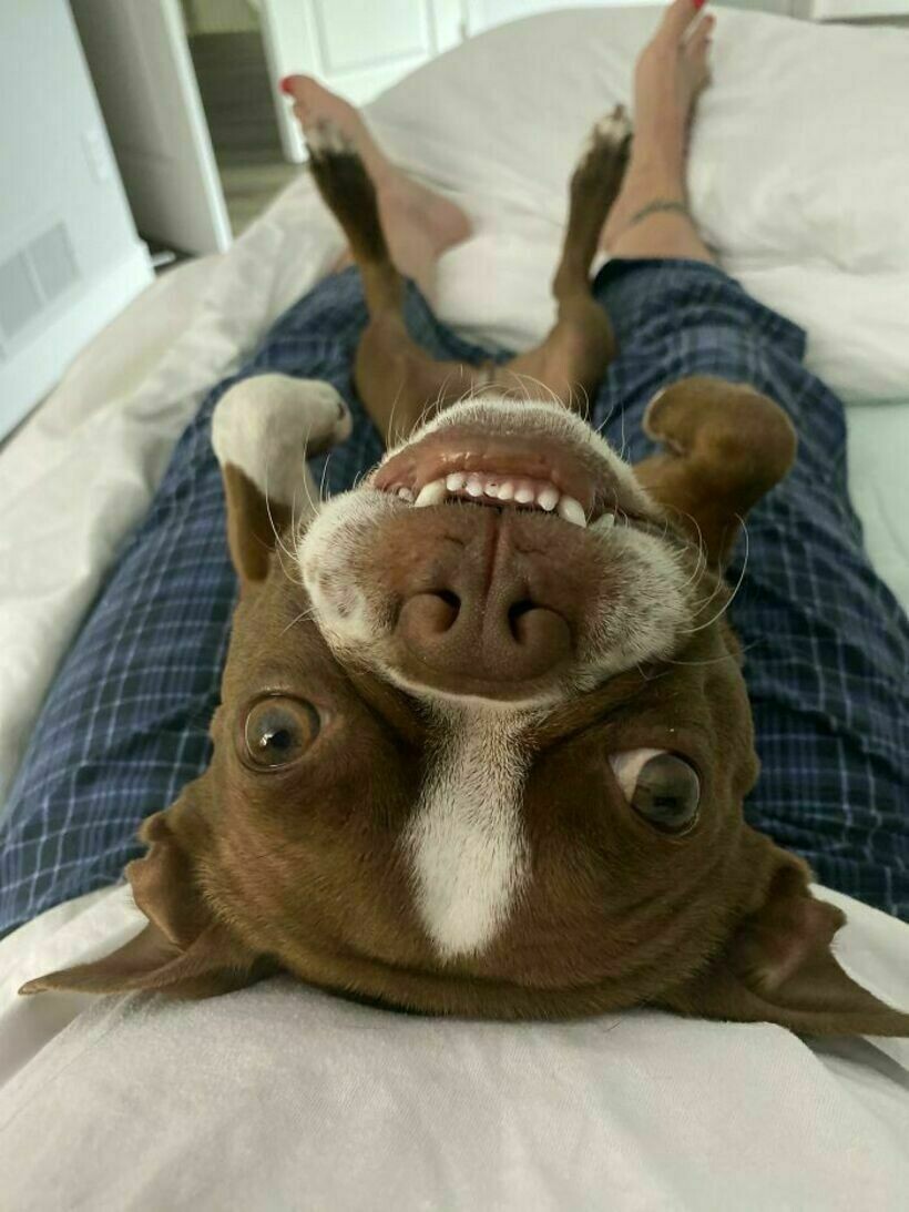 Блог - 14 раз, когда люди лишились всяческого уединения с тех пор, как завели питомца 14 раз, когда люди лишились всяческого уединения с тех пор, как завели питомца