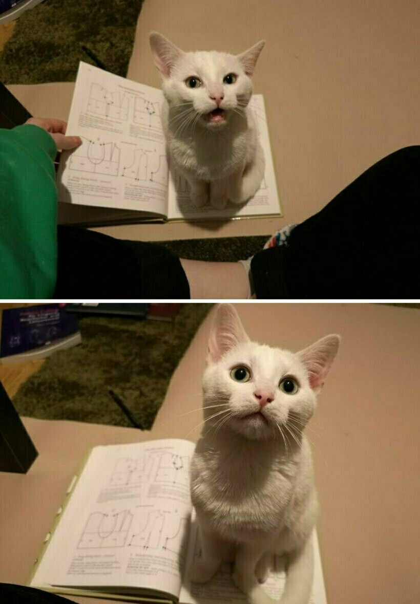 Блог - 14 раз, когда люди лишились всяческого уединения с тех пор, как завели питомца 14 раз, когда люди лишились всяческого уединения с тех пор, как завели питомца