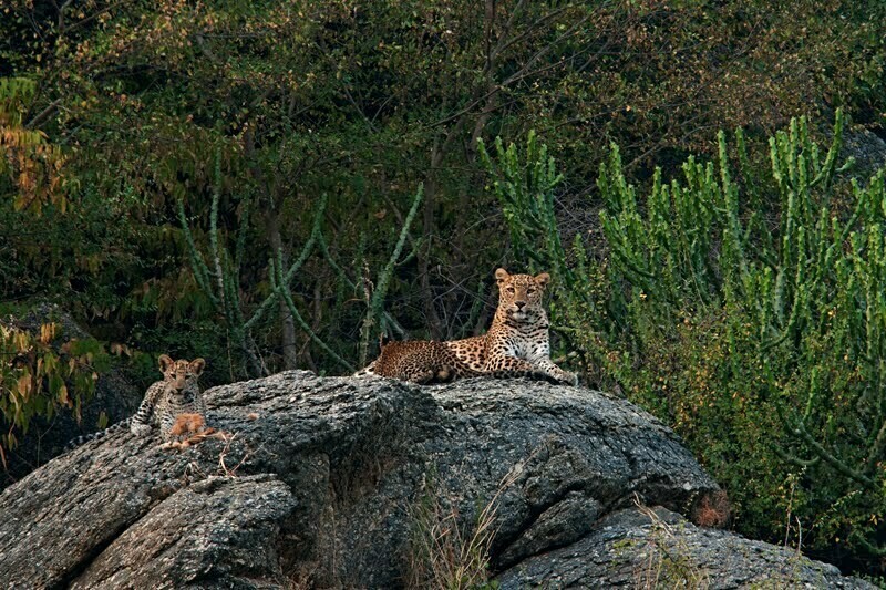 Леопарды на отдыхе рядом с Берой. Фото: 360globalholidays.in