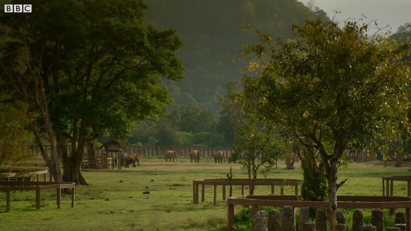 Видео: Как жительница Таиланда стала частью слоновьего стада