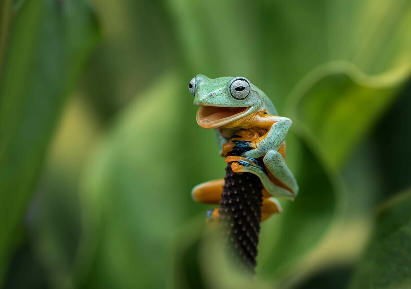 Блог - 20 фотографий диких животных, которые вызвали улыбку у зрителей 20 фотографий диких животных, которые вызвали улыбку у зрителей