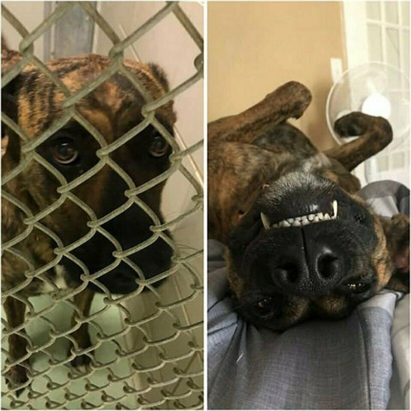 Блог - 14 фотографий собак до и после приюта, которые трогают до глубины души 14 фотографий собак до и после приюта, которые трогают до глубины души