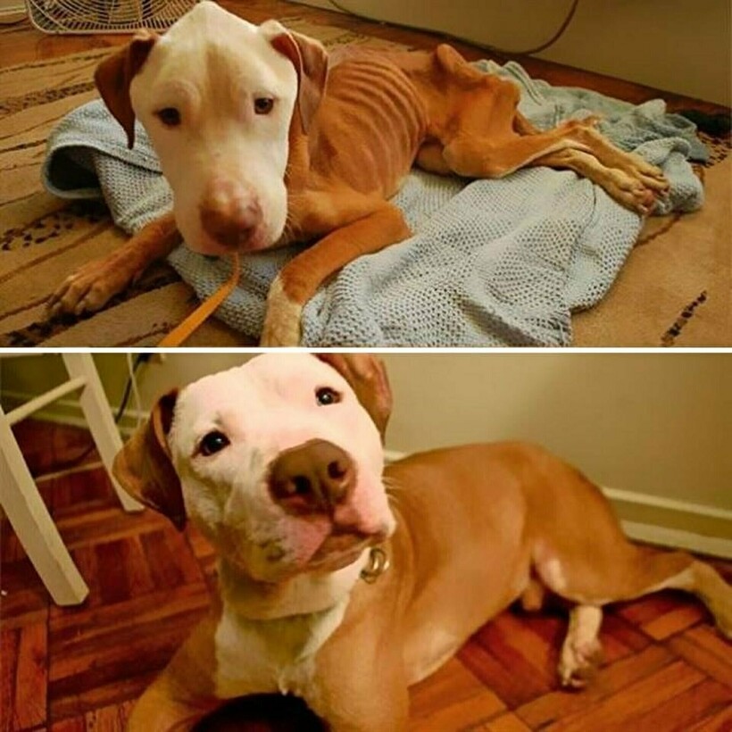 Блог - 14 фотографий собак до и после приюта, которые трогают до глубины души 14 фотографий собак до и после приюта, которые трогают до глубины души