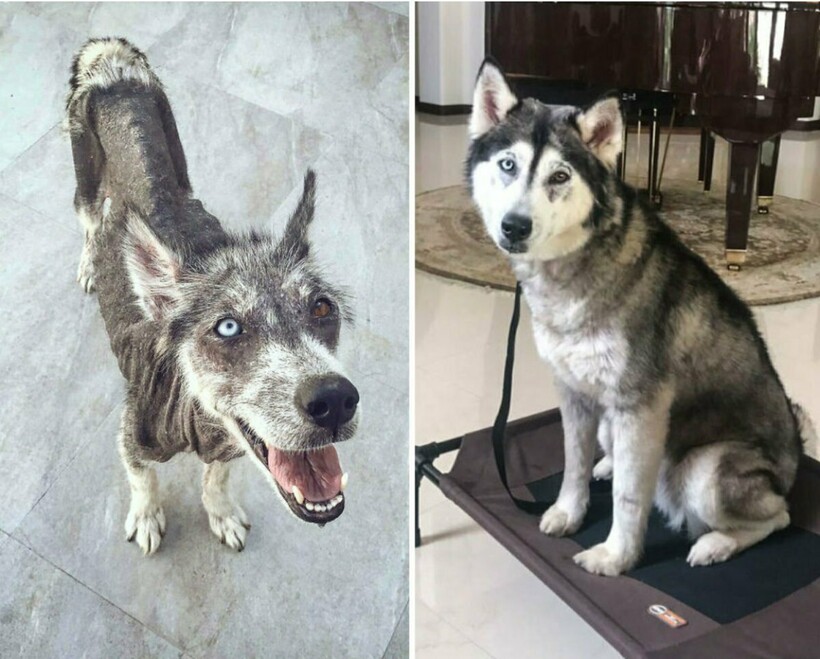 Блог - 14 фотографий собак до и после приюта, которые трогают до глубины души 14 фотографий собак до и после приюта, которые трогают до глубины души