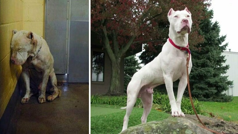 Блог - 14 фотографий собак до и после приюта, которые трогают до глубины души 14 фотографий собак до и после приюта, которые трогают до глубины души
