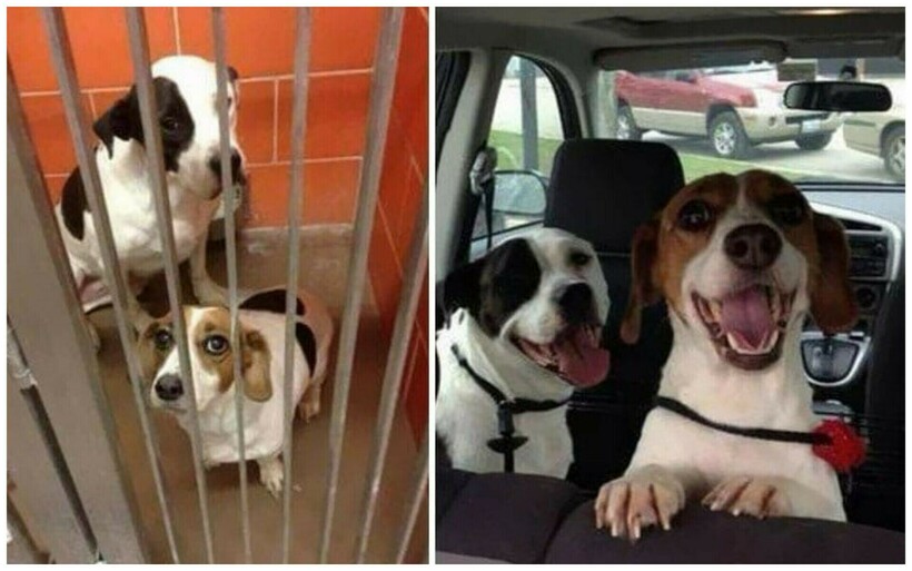 Блог - 14 фотографий собак до и после приюта, которые трогают до глубины души 14 фотографий собак до и после приюта, которые трогают до глубины души