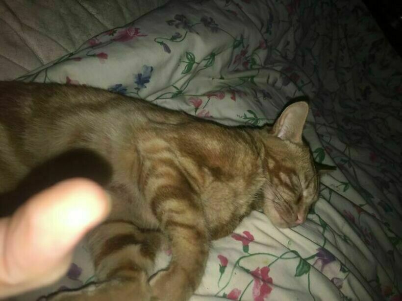Блог - 12 забавных случаев, когда коты бесцеремонно пришли в чужой дом и делали, что хотели 12 забавных случаев, когда коты бесцеремонно пришли в чужой дом и делали, что хотели