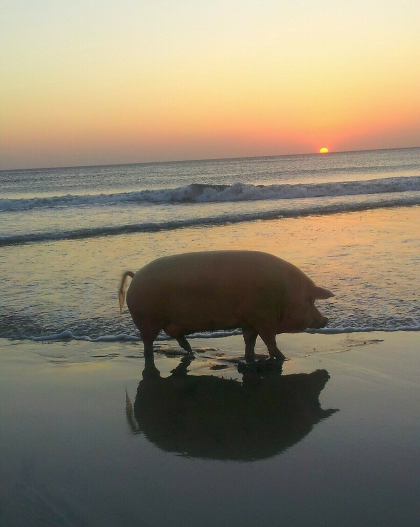 Блог - 16 забавных снимков, которые доказывают, что пляж — портал для самого интересного 16 забавных снимков, которые доказывают, что пляж — портал для самого интересного