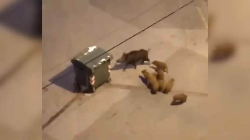 Блог - Видео: Самые странные вещи, снятые на видео, от которых сложно оторвать взгляд Видео: Самые странные вещи, снятые на видео, от которых сложно оторвать взгляд