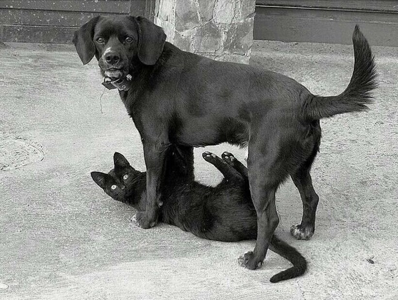 Блог - 14 забавных уличных фотографий, которые поднимают настроение и вызывают улыбку 14 забавных уличных фотографий, которые поднимают настроение и вызывают улыбку