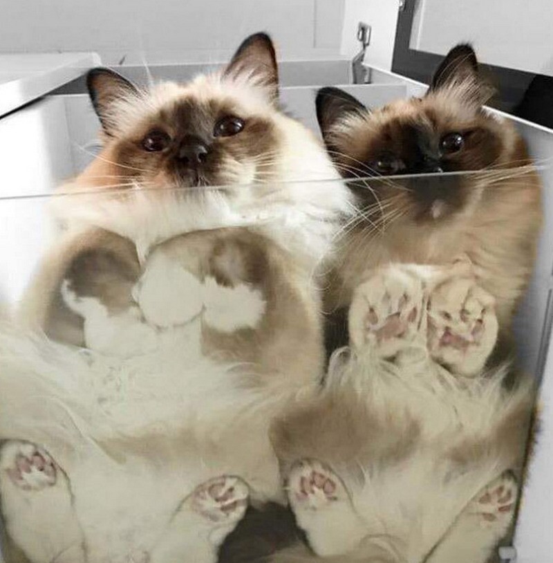 Блог - 17 кошек, которые ведут себя до смешного глупо 17 кошек, которые ведут себя до смешного глупо