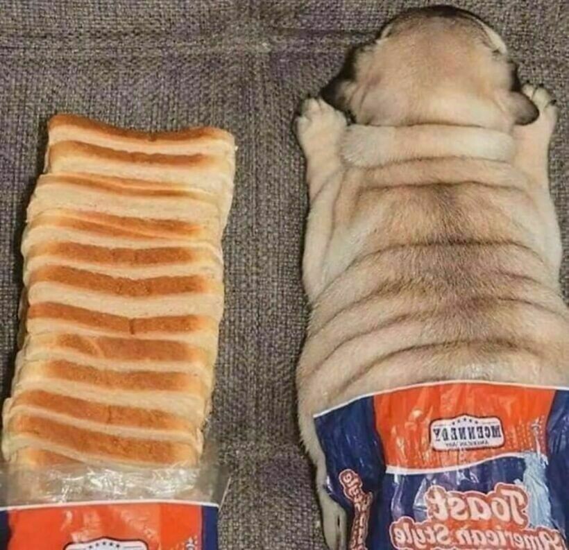 Блог - 20 странных и комичных снимков с едой, которые вызывают изумление и замешательство 20 странных и комичных снимков с едой, которые вызывают изумление и замешательство