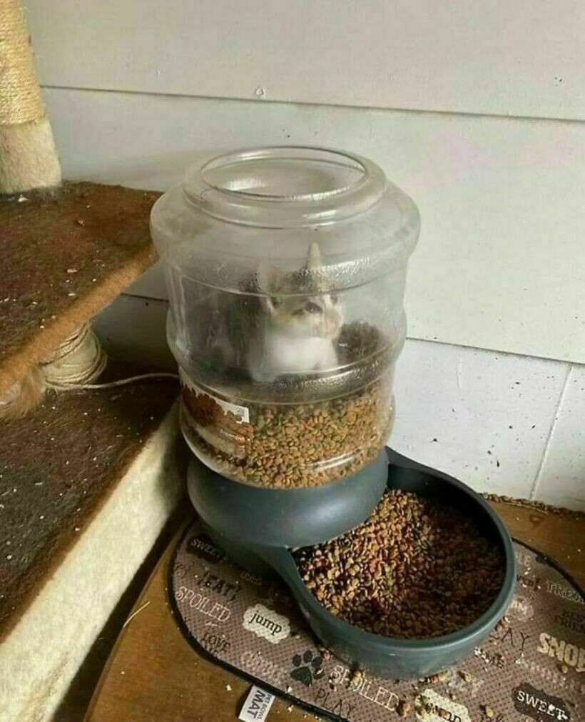 Блог - 20 странных и комичных снимков с едой, которые вызывают изумление и замешательство 20 странных и комичных снимков с едой, которые вызывают изумление и замешательство