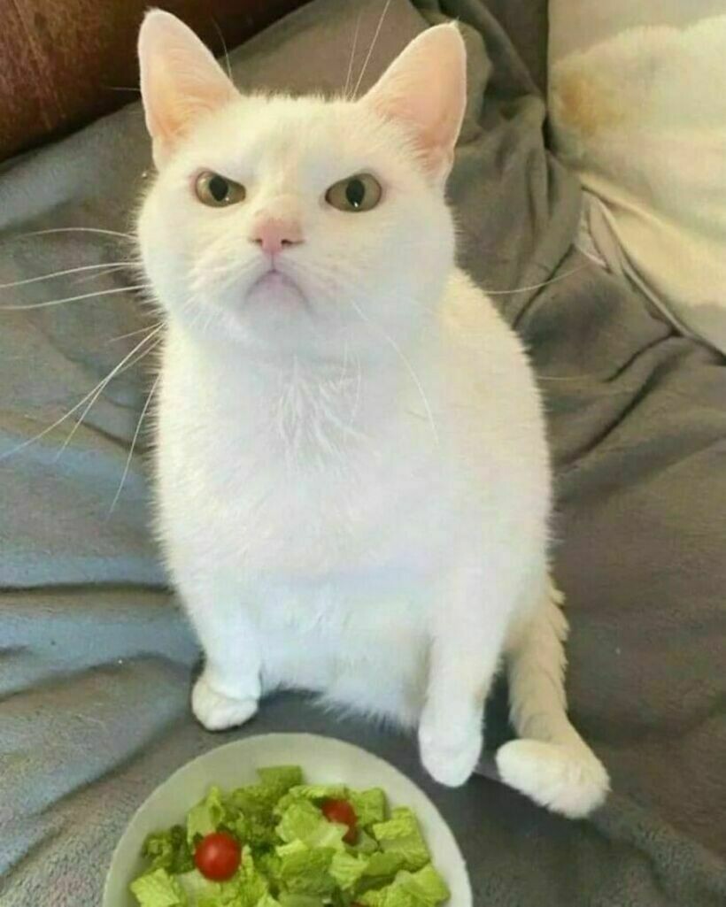 Блог - 20 странных и комичных снимков с едой, которые вызывают изумление и замешательство 20 странных и комичных снимков с едой, которые вызывают изумление и замешательство