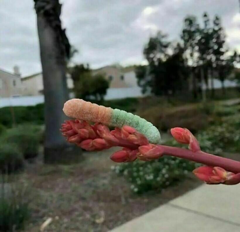 Блог - 20 странных и комичных снимков с едой, которые вызывают изумление и замешательство 20 странных и комичных снимков с едой, которые вызывают изумление и замешательство