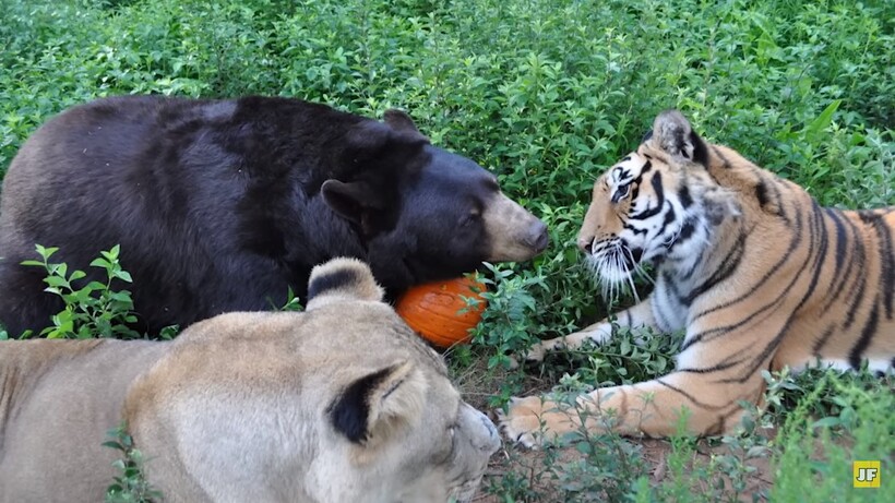 Тигр, лев и медведь дружили 15 лет: как складывается сейчас жизнь известной троицы