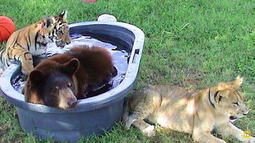 Тигр, лев и медведь дружили 15 лет: как складывается сейчас жизнь известной троицы