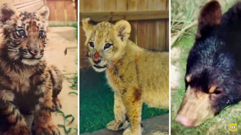 Тигр, лев и медведь дружили 15 лет: как складывается сейчас жизнь известной троицы