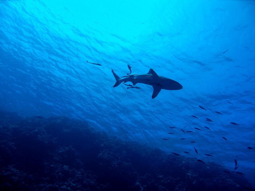Фото: bluegroper/pixabay.com  Фото: bluegroper/pixabay.com