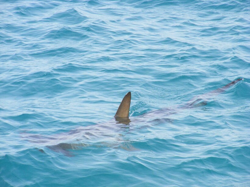 Фото: alondav/pixabay.com  Фото: alondav/pixabay.com