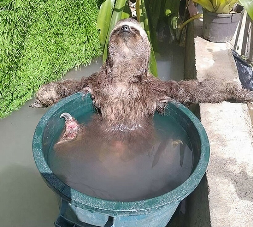 10 милых фотографий ленивцев, у которых хочется учиться жить