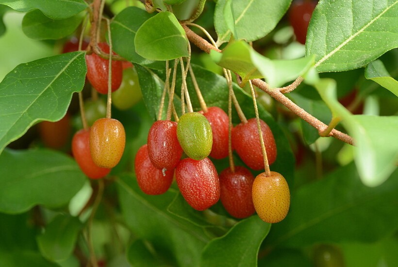 Фото: poleznii-site.ru  Фото: poleznii-site.ru
