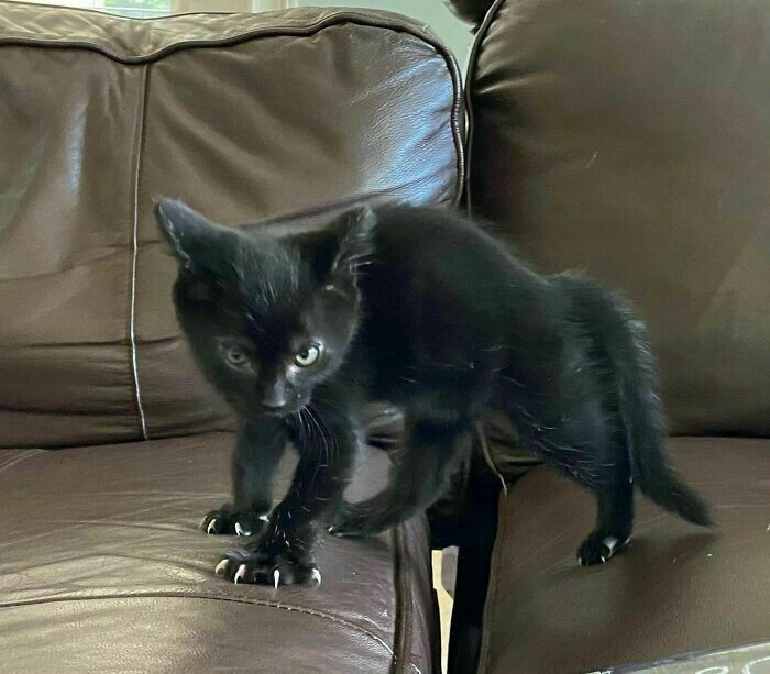 Питомцы с характером: 10 забавных снимков котиков, которые показали хозяевам коготки