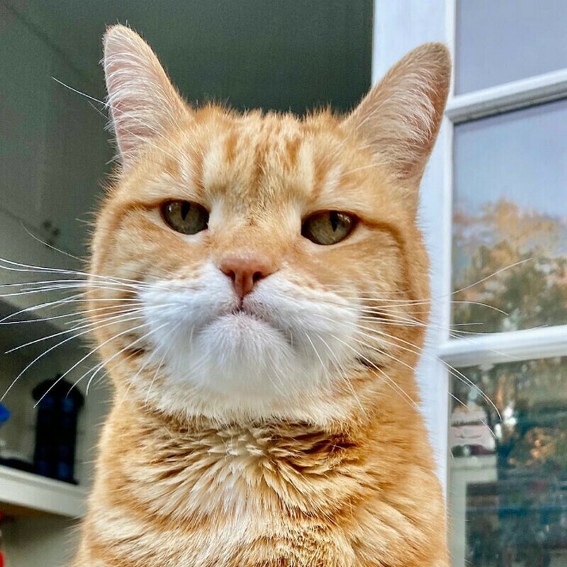 Блог - 15 кошек, которые ежедневно осуждают ваш выбор 15 кошек, которые ежедневно осуждают ваш выбор