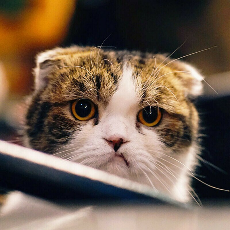 Блог - 15 кошек, которые ежедневно осуждают ваш выбор 15 кошек, которые ежедневно осуждают ваш выбор