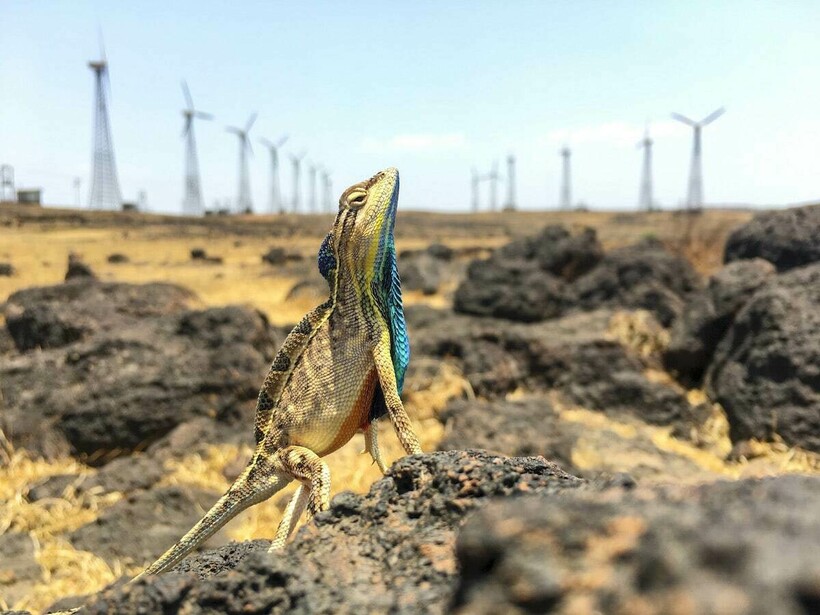 Sandesh Kadur Sandesh Kadur