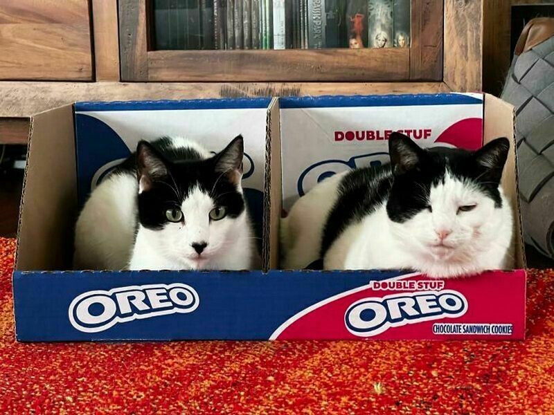 Блог - Поймай кота: 15 кошек, которые попали в смешные ловушки Поймай кота: 15 кошек, которые попали в смешные ловушки