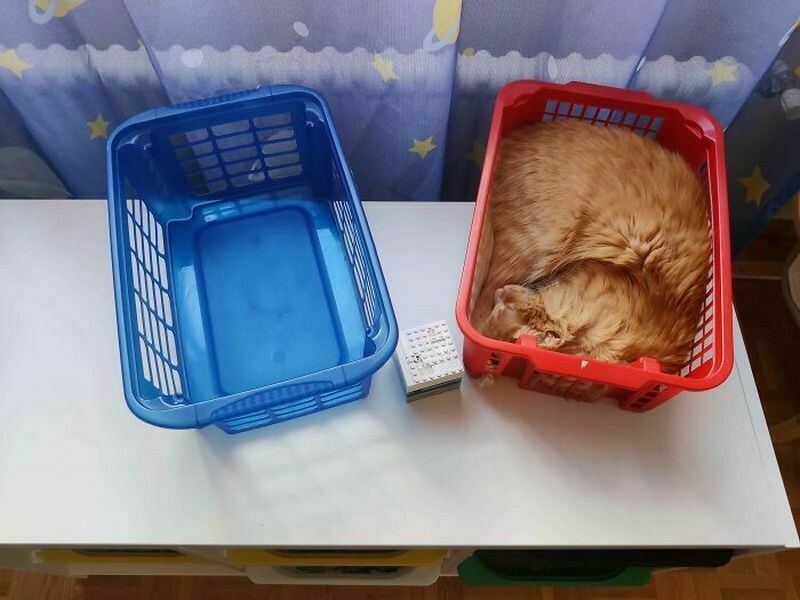 Блог - Поймай кота: 15 кошек, которые попали в смешные ловушки Поймай кота: 15 кошек, которые попали в смешные ловушки
