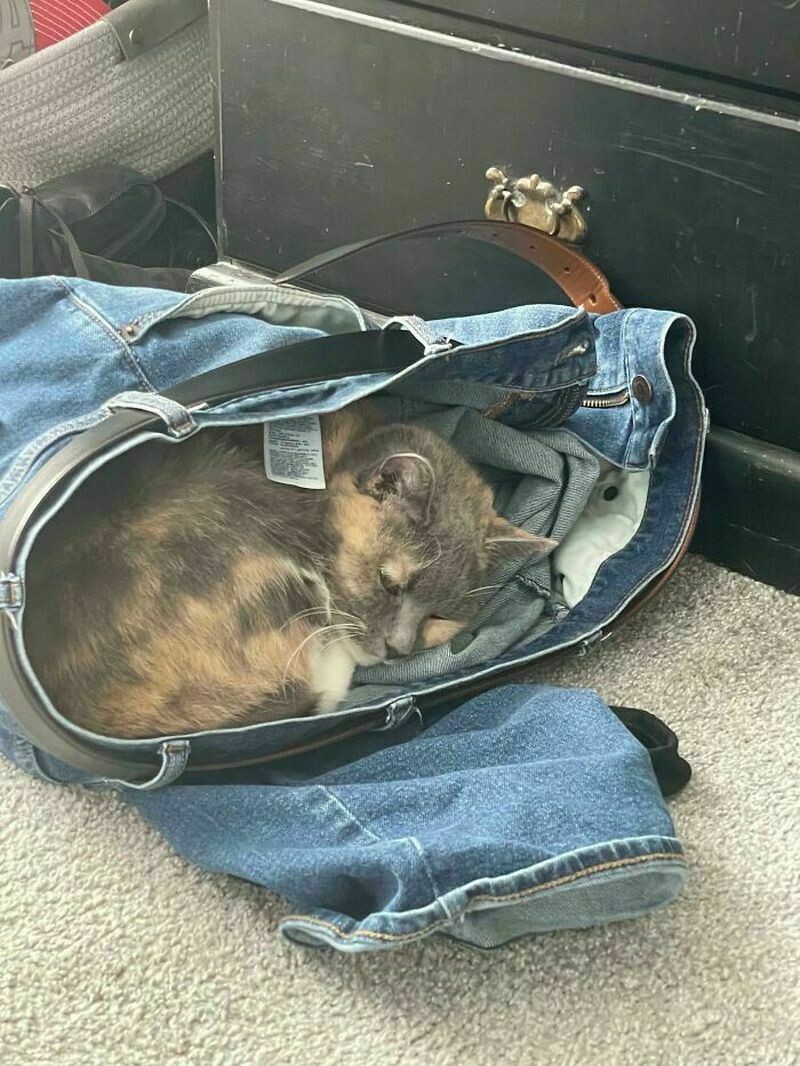 Блог - Поймай кота: 15 кошек, которые попали в смешные ловушки Поймай кота: 15 кошек, которые попали в смешные ловушки
