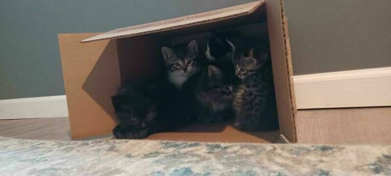 Блог - Поймай кота: 15 кошек, которые попали в смешные ловушки Поймай кота: 15 кошек, которые попали в смешные ловушки