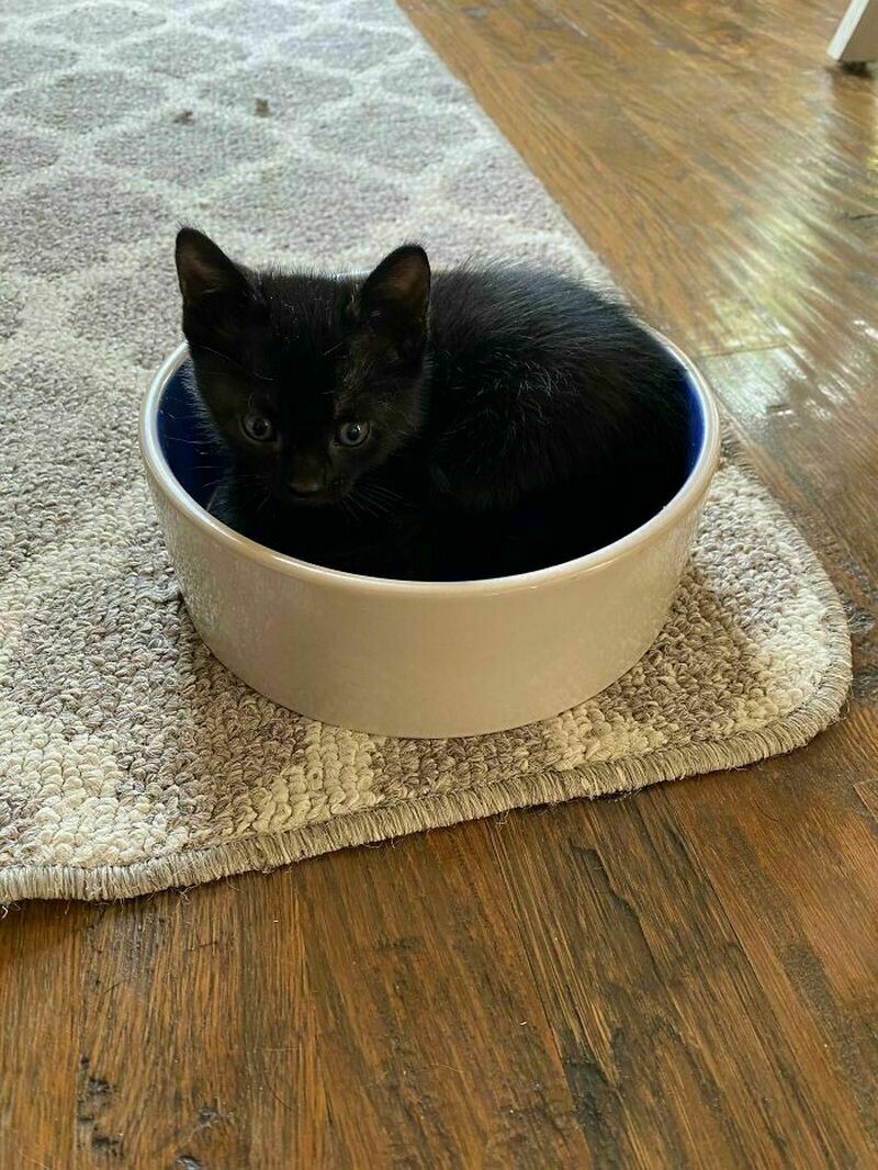 Блог - Поймай кота: 15 кошек, которые попали в смешные ловушки Поймай кота: 15 кошек, которые попали в смешные ловушки