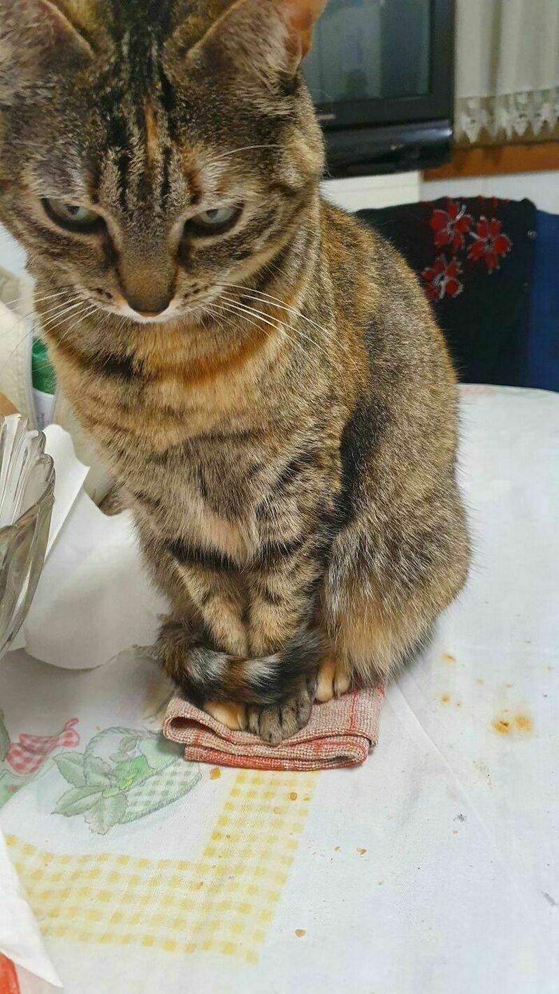 Блог - Поймай кота: 15 кошек, которые попали в смешные ловушки Поймай кота: 15 кошек, которые попали в смешные ловушки