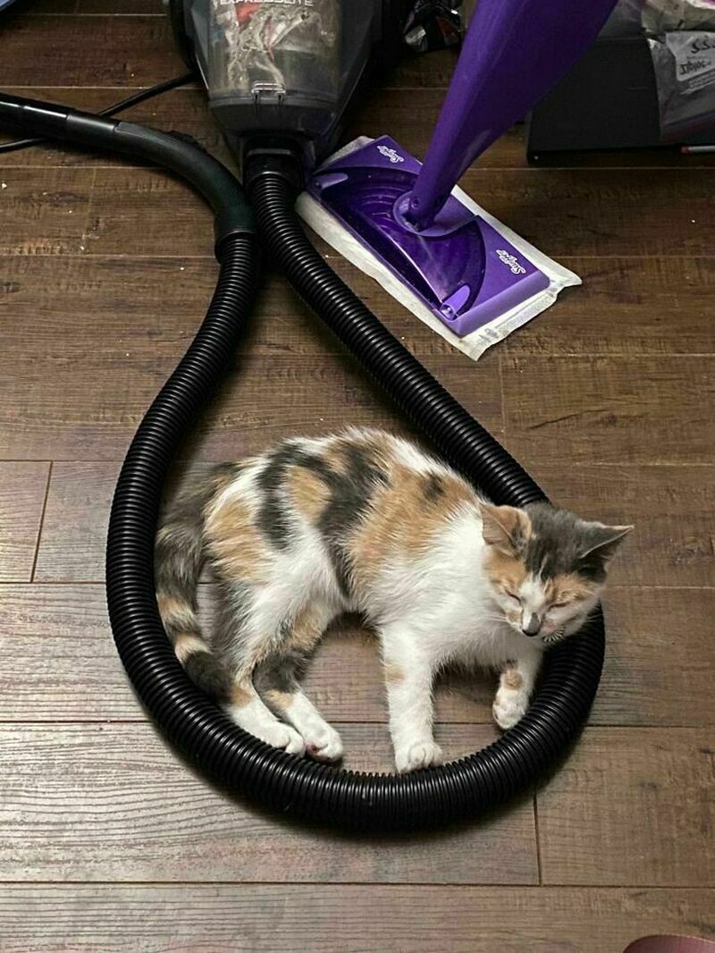 Блог - Поймай кота: 15 кошек, которые попали в смешные ловушки Поймай кота: 15 кошек, которые попали в смешные ловушки