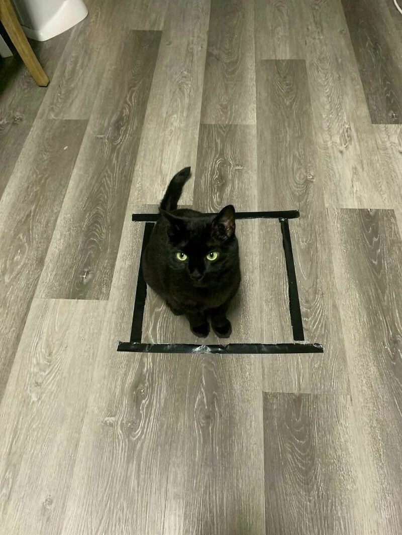 Блог - Поймай кота: 15 кошек, которые попали в смешные ловушки Поймай кота: 15 кошек, которые попали в смешные ловушки