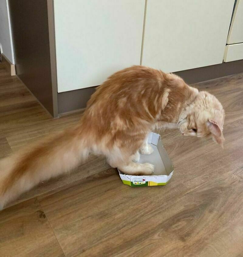 Блог - Поймай кота: 15 кошек, которые попали в смешные ловушки Поймай кота: 15 кошек, которые попали в смешные ловушки