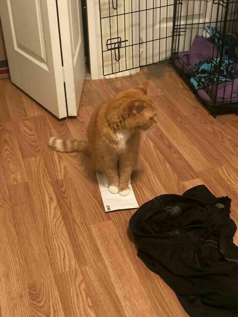 Блог - Поймай кота: 15 кошек, которые попали в смешные ловушки Поймай кота: 15 кошек, которые попали в смешные ловушки