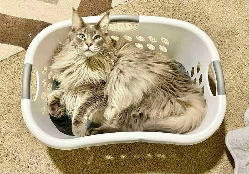 Блог - Поймай кота: 15 кошек, которые попали в смешные ловушки Поймай кота: 15 кошек, которые попали в смешные ловушки