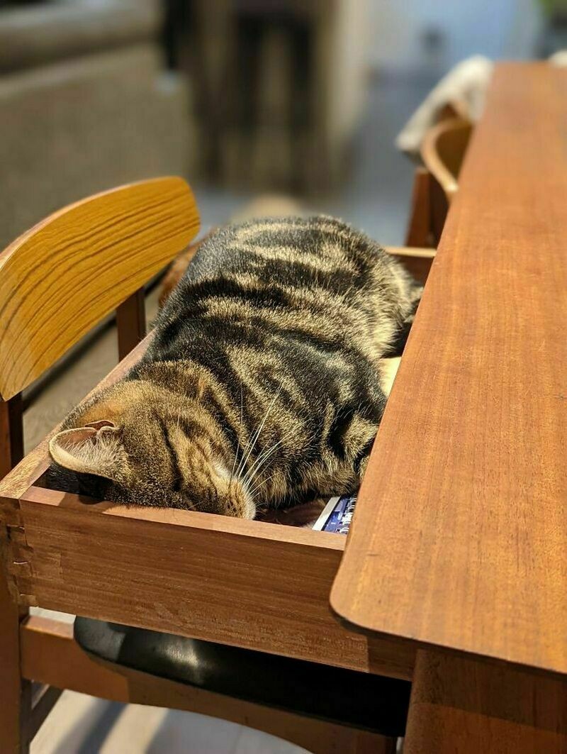 Блог - Поймай кота: 15 кошек, которые попали в смешные ловушки Поймай кота: 15 кошек, которые попали в смешные ловушки