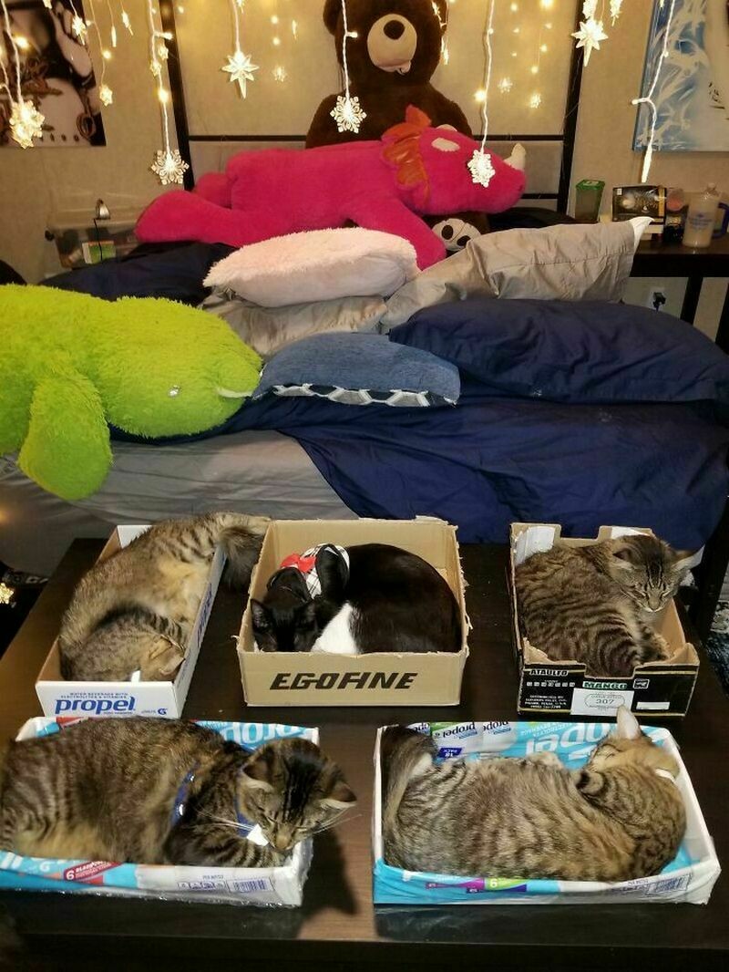 Блог - Поймай кота: 15 кошек, которые попали в смешные ловушки Поймай кота: 15 кошек, которые попали в смешные ловушки