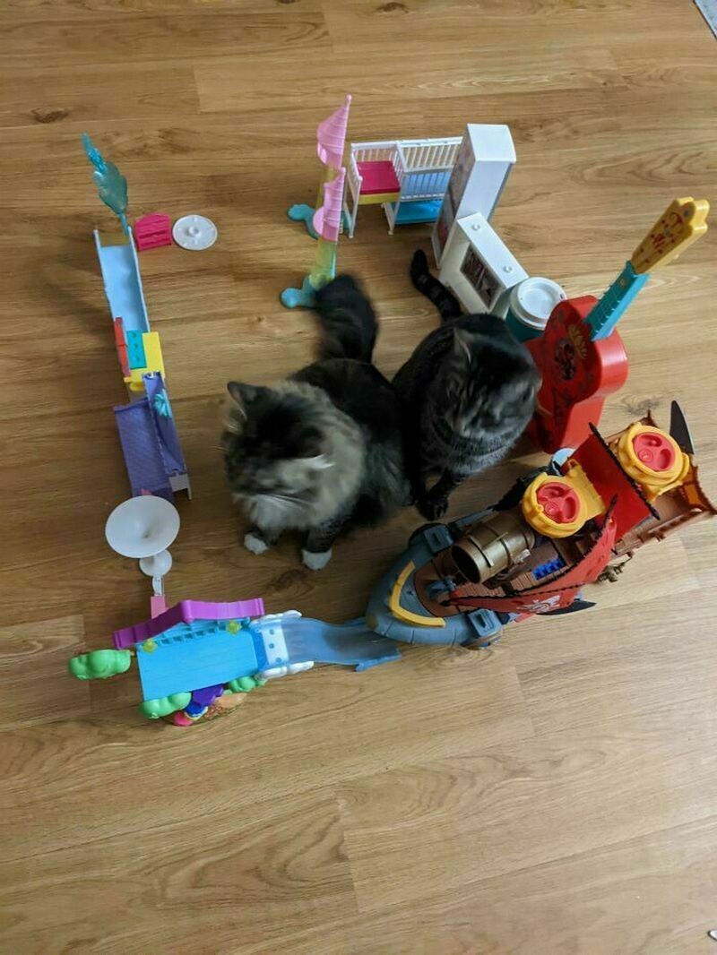 Блог - Поймай кота: 15 кошек, которые попали в смешные ловушки Поймай кота: 15 кошек, которые попали в смешные ловушки
