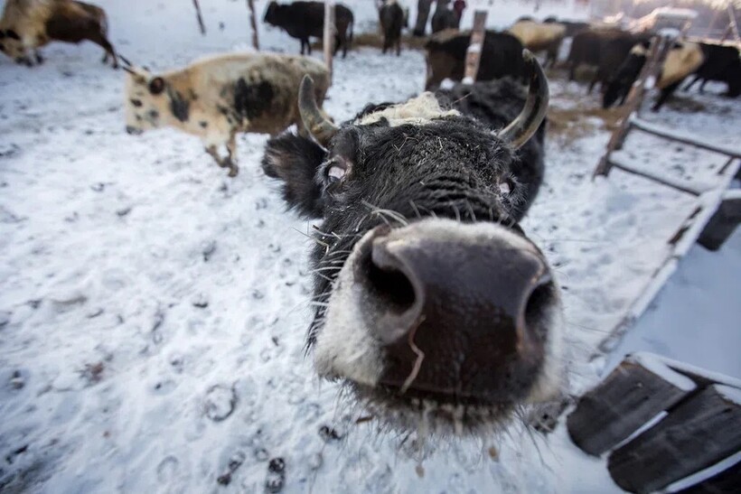 Фото: yakutiamedia.ru Фото: yakutiamedia.ru