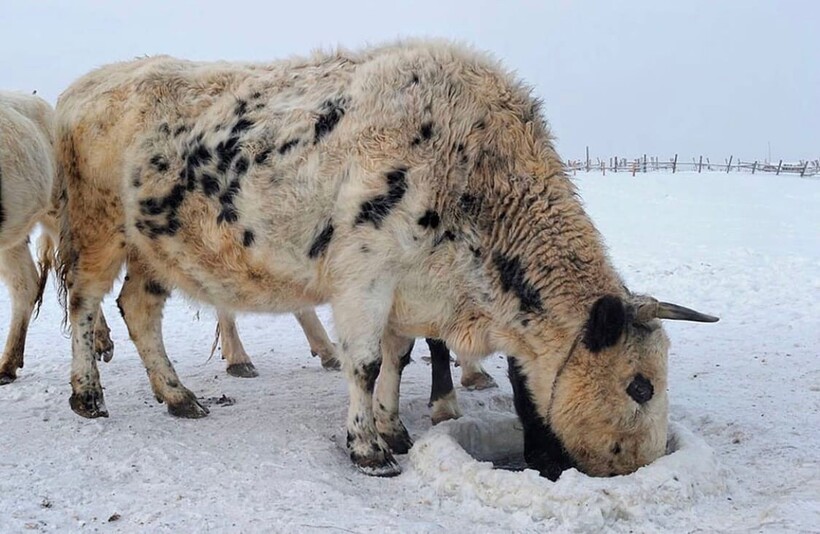 Фото: yakutiamedia.ru Фото: yakutiamedia.ru