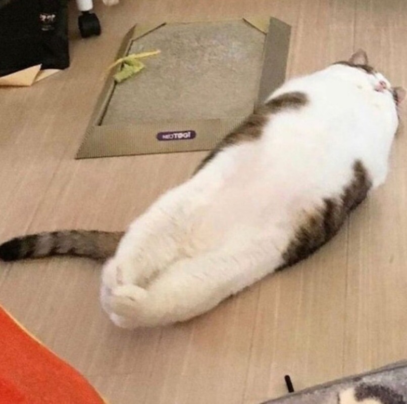 Блог - 14 котов, которые ведут себя как полные чудаки 14 котов, которые ведут себя как полные чудаки