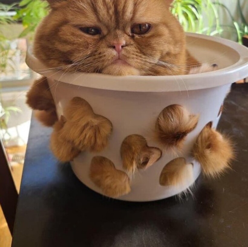 Блог - 14 котов, которые ведут себя как полные чудаки 14 котов, которые ведут себя как полные чудаки